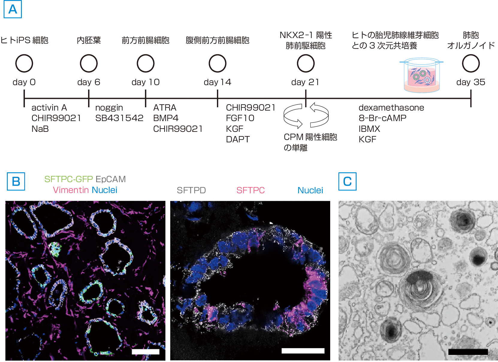 図1　iPS細胞から肺胞上皮細胞への分化誘導 (Yamamoto Y, Gotoh S, et al: Nat Methods, 2017; 14: 1097–1106より作成)． A, B：ヒトのiPS細胞からⅡ型肺胞上皮細胞あるいはその前駆細胞への分化を誘導する研究は，内胚葉 (definitive endoderm) の作製から前腸 (foregut endoderm) を誘導して段階的に前駆細胞を作製していくといった実際の肺発生の諸段階をたどることで作製している．NKX2–1陽性の腹側前方前腸細胞 (ventralized anterior foregut endoderm) を分化させ，carboxypeptidase M (CPM) という表面蛋白質を用いて単離し，Wntシグナル伝達経路の促進作用をもつCHIR99021を加え，FGF10，KGF，そして，Notchシグナル伝達経路を抑制するDAPTを添加した培地にて7日間培養する「前処理」を行った．このNKX2–1陽性細胞と，ヒトの胎児肺線維芽細胞とを共培養して肺胞のオルガノイドを形成させると，約50％という高い効率でⅡ型肺胞上皮細胞の特異的なマーカーであるSFTPCに陽性を示す細胞への分化が可能となった．スケールバー：(左) 100 µm，(右) 25 µm． C：電子顕微鏡ではⅡ型肺胞上皮細胞に特徴的なラメラ体が確認される．スケールバー：1 µm．