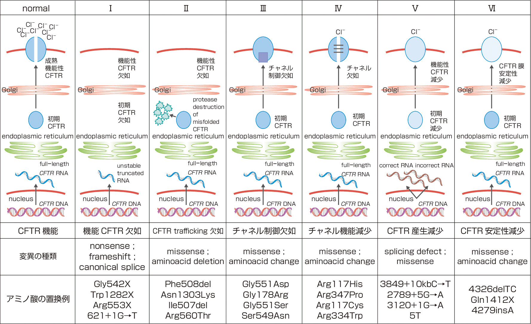 図1　CFTR障害分類． 