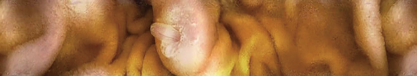 図2　CapsoCam® plusで撮影された乳頭部付近の画像 (広瀬産業株式会社提供)． 