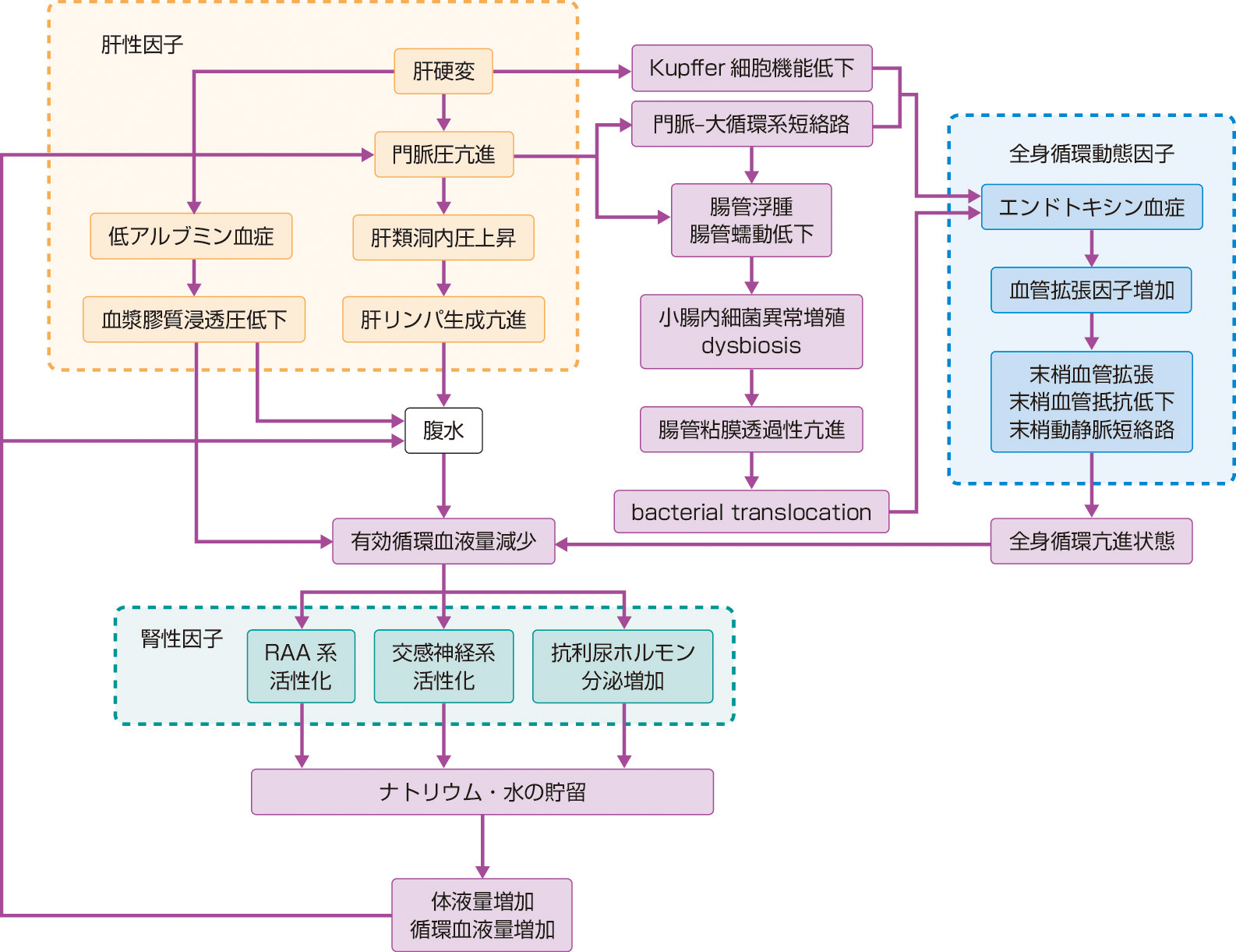 図1　門脈圧亢進症 (肝硬変) における腹水発現機序． 