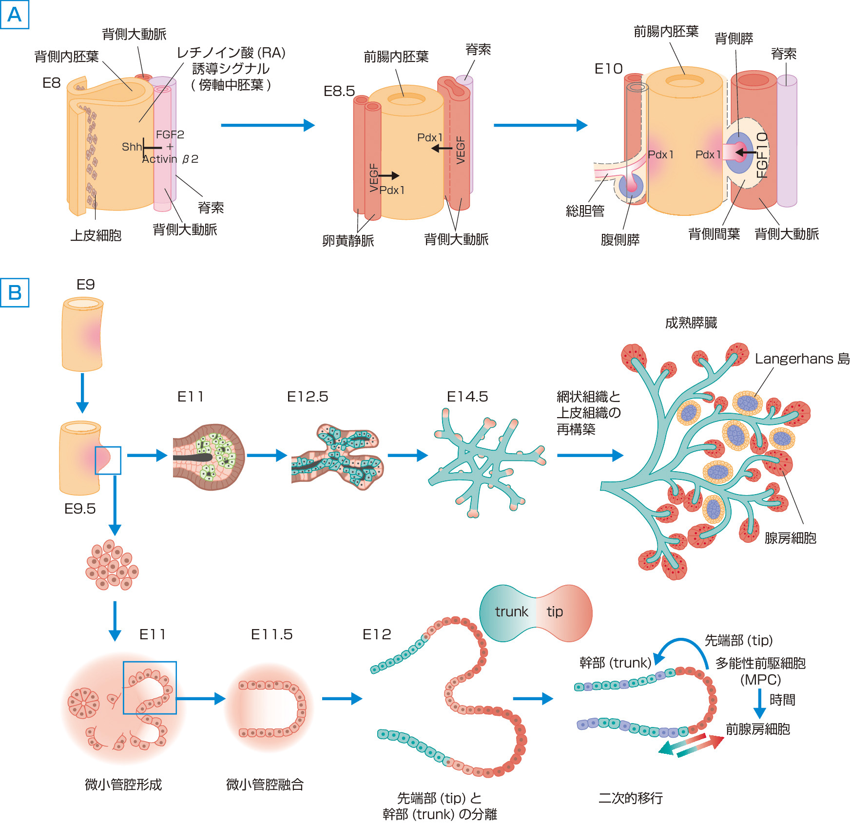 図1　マウスにおける膵臓の器官形成 (Pan FC, Wright C: Development Dynamics, 2011; 240: 530–565より作成)． A：前腸内胚葉における早期器官形成，B：背側膵における未分化内胚葉上皮からの膵組織の分化のプロセス． マウスのembryonic day (E：胎生期) とヒトのgestational day (G：妊娠期) の対応．E9.5: G26d，E10: G32d，E11.5: G6W, E14.5: G12～13W．