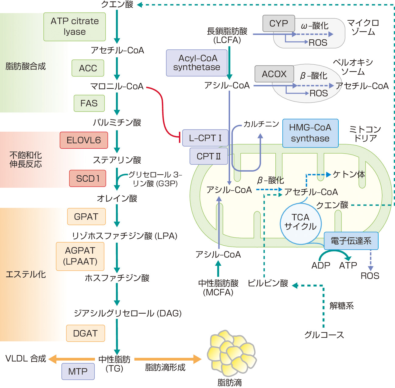 図1　肝細胞における脂質代謝と脂肪肝形成 (日本肝臓学会編：NASH・NAFLDの診療ガイド2015．文光堂，2015)． 