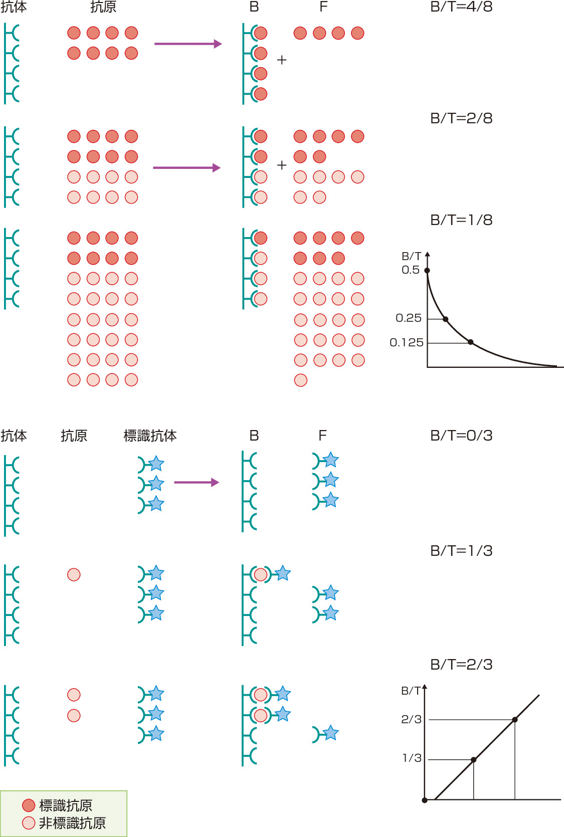 図1　RIA (競合法) とIRMA (非競合法) の原理． 競合法は，一定量の抗体と既知量の標識抗原に対して，測定対象のホルモン (非標識抗原) を含む検体を加えて反応させる．抗体に結合した標識抗原 (bound: B) と抗体に結合していない遊離型の抗原 (free: F) を分離 (B/F分離) し，標識抗原の総量 (T) に対するBの割合を求める． 非競合法は，過剰量の固定化抗体に測定対象のホルモンである未知量の抗原 (非標識) を含む検体を加えて反応させる．そこに既知量の過剰量標識抗体 (T) を反応させ，測定対象のホルモンを抗体でサンドイッチする．抗原に結合した標識抗体 (B) と結合しなかった遊離型の標識抗体 (F) を分離し (B/F分離)，Tに対するBの割合を求める． いずれも，あらかじめ既知濃度のホルモンを測定して作成した検量線を用いてB/T値から未知の抗原量を算出する．