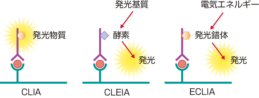 図2　化学発光法の種類． CLIA：発光物質が直接標識されているため，結果が短時間で出るが不安定． CLEIA：酵素により発光基質が分解する際の発光を拾う．発光時間が長く安定であるが，酵素反応に時間を要する． ECLIA：電気エネルギーによる発光錯体の発光を拾う．高い精度で発光反応の制御ができる．