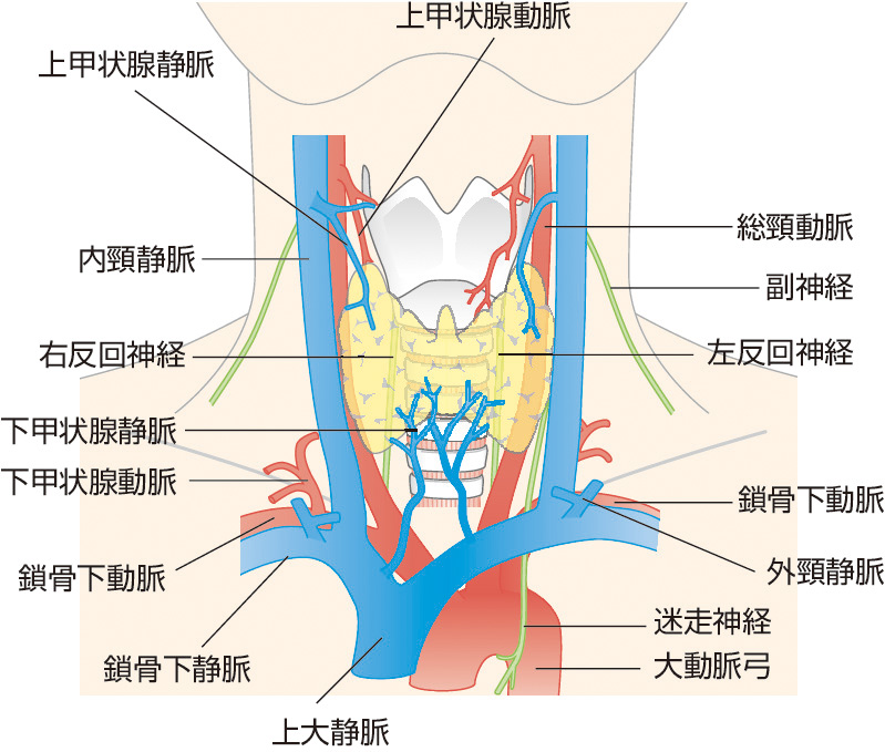 図1　甲状腺周囲の神経，動静脈． 