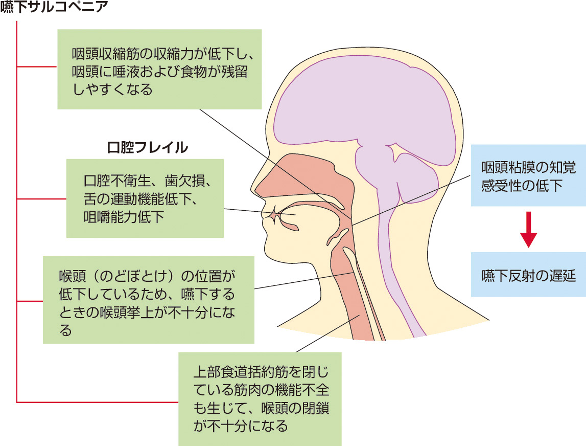 図1　加齢により衰えていく嚥下機能． 