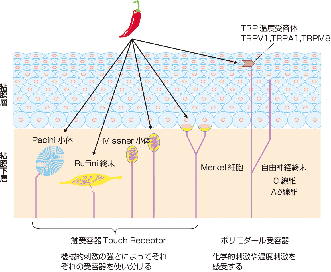 図1　咽頭粘膜の受容器． 