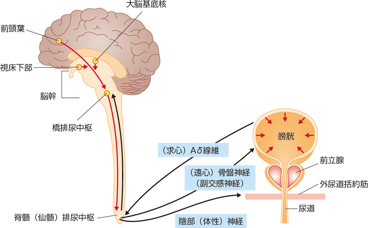 図1　下部尿路機能の神経支配． 蓄尿時：膀胱の尿貯留による膀胱伸展の知覚刺激は骨盤求心性神経 (A δ 線維) を介して，仙髄排尿中枢に到達する．その信号は脊髄を上行し，脳幹 (中脳水道周囲灰白質) から大脳 (感覚野) に達する．正常な排尿 (膀胱収縮) 反射は脳幹 (橋排尿中枢) を介しての反射 (脊髄–脳幹–脊髄反射) になる．蓄尿時は大脳 (特に前頭葉) が，橋排尿中枢に対し抑制しているため，排尿反射が抑制されている．同時に仙髄陰部神経 (Onuf) 核が刺激され，外尿道括約筋が持続的に収縮する． 排尿時：排尿を意図すると，大脳から仙髄陰部神経 (Onuf) 核に対して抑制が起こり，尿道が弛緩する．同時に，橋排尿中枢に対する抑制が解除され，逆に促進中枢への刺激が起こるために排尿反射が開始される．