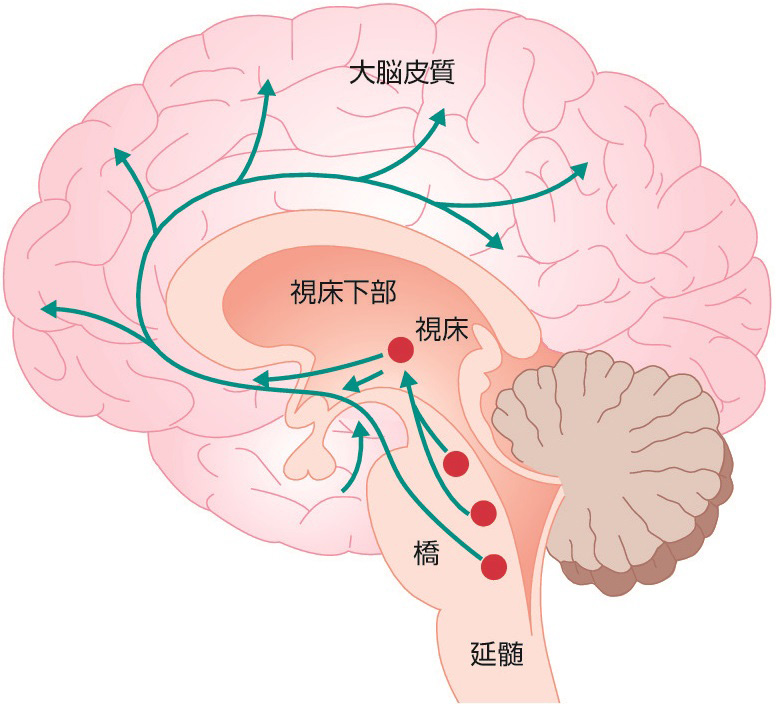 図1　上行性覚醒系． 