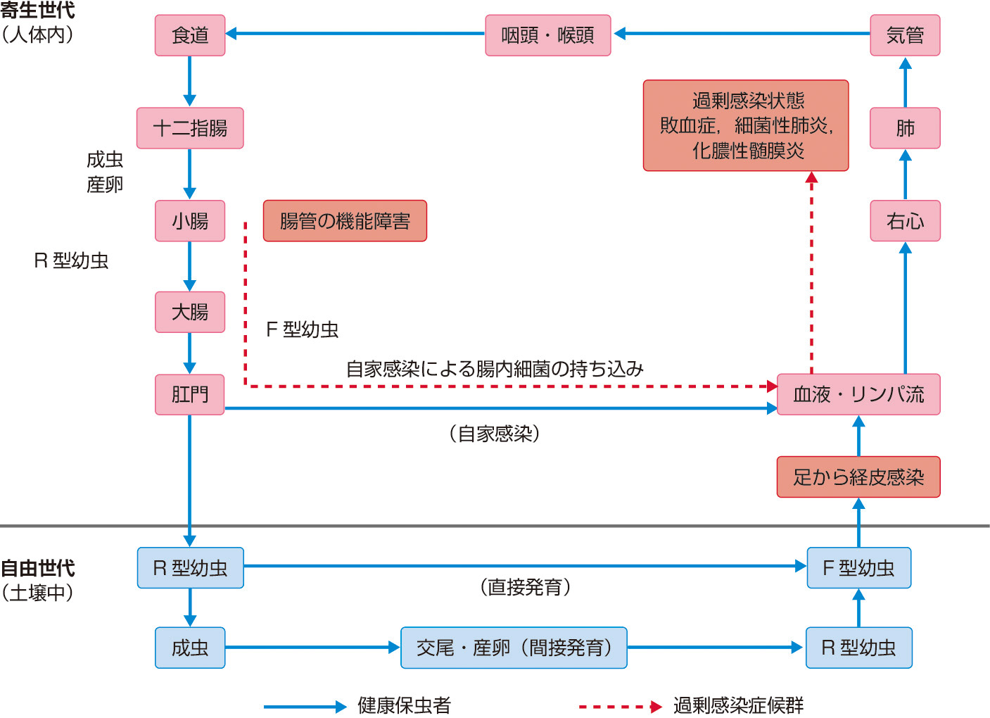 図1　糞線虫の生活史と糞線虫症の病態． 