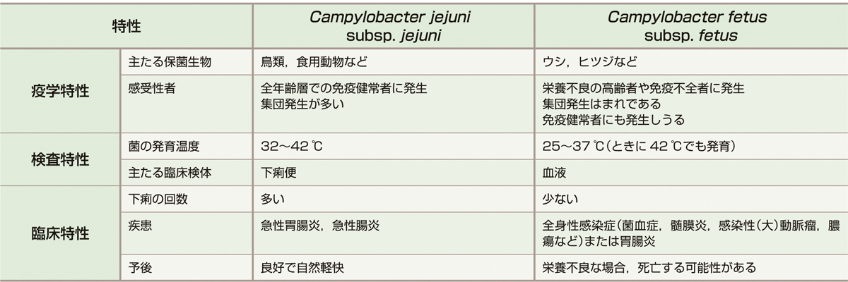 表1　Campylobacter jejuniとC. fetusの各種特性に関する差異 (Allos BM, Blaser MJ: Campylobacter jejuni and Related Species. Mandell, Douglas, and Bennett’s Principles and Practice of Infectious Diseases, 7th ed (Mandell GL, Bennett JE, et al eds), Churchill Livingstone Elsevier, 2010; 2793–2802)． 