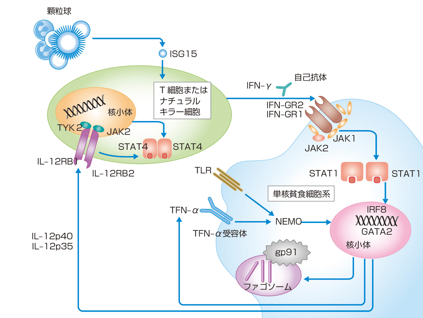 図1　非結核性抗酸菌に対するホストの防御機構 (Wu UI, Holland SM: Lancet Infet Dis, 2015; 15; 968–980)． IL–12: インターロイキン12，IL–12RB: インターロイキン12受容体，IFN–γ: インターフェロン γ，IFN–GR: インターフェロン γ 受容体，NEMO: NF–κ B essential modulator，JAK: Janusキナーゼ，STAT: signal transducers and activator of transcription, signal transduction and activator of transcription (シグナル伝達/転写活性化因子)．
