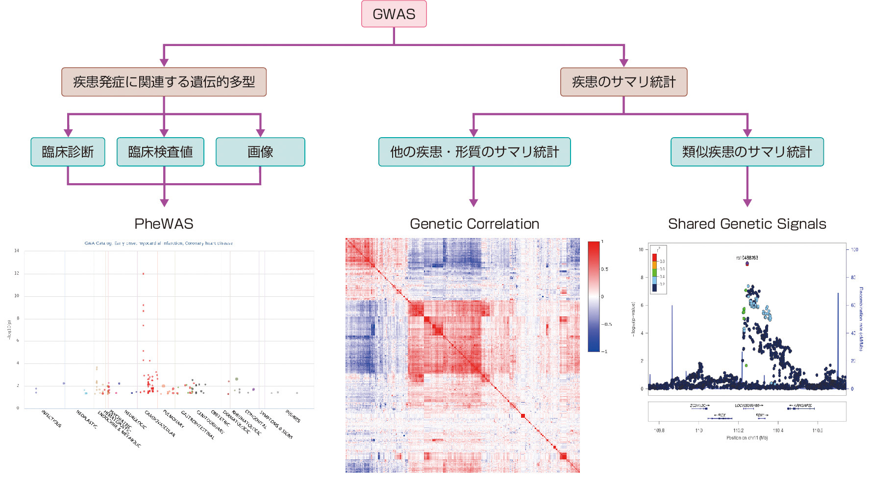 図1　PheWASとgenetic correlation． GWASの結果から得られた疾患発症に関連する遺伝的多型がほかの形質や疾患にどのような影響を及ぼすのかを網羅的に検定するPheWAS (左)，複数の疾患・形質の遺伝的基盤の類似性を検討するgenetic correlation解析 (真ん中) の図．また類似疾患のGWASのサマリ統計を特殊な方法でメタ解析し，共通の遺伝的シグナルを検出することもできる (右)．PheWASプロットはhttps://phewascatalog.org/phewasより，genetic correlationのプロットはUKバイオバンクのものをhttp://www.nealelab.is/blog/2019/10/10/genetic-correlation-results-for-heritable-phenotypes-in-the-uk-biobankより作成した．