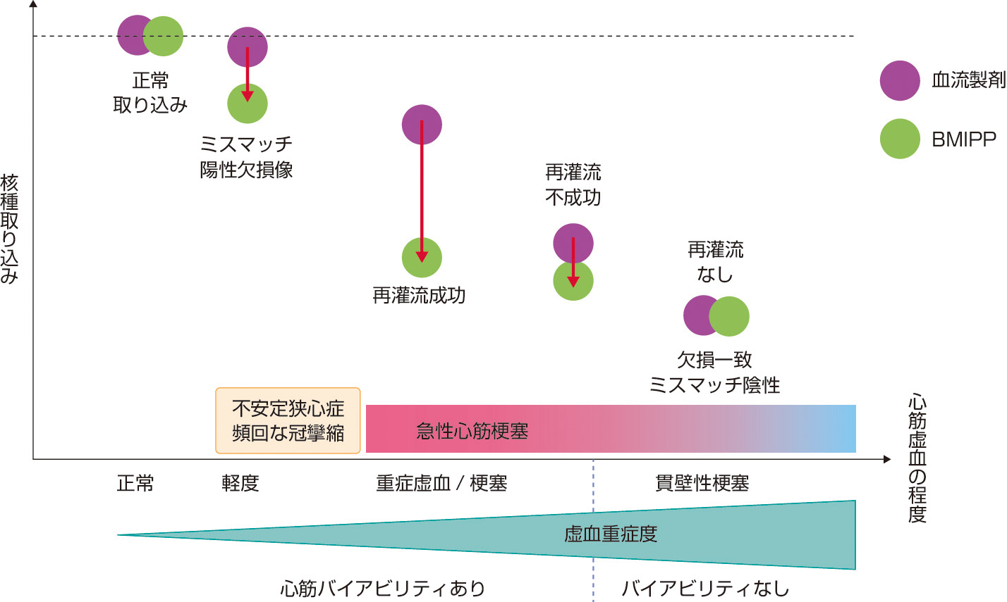 図1　急性冠症候群における心筋血流シンチグラフィとBMIPP集積の関係 (百瀬□満：臨床核医学，2018:51: 56-59より作成)