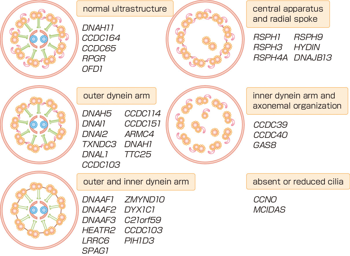 ⓔ図10-9-7　線毛軸索の表現型とPCD関連遺伝子 