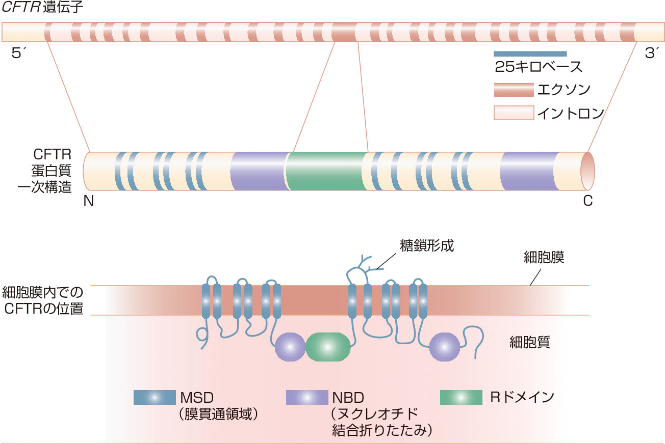 ⓔ図10-9-8　CFTR遺伝子とCFTR 