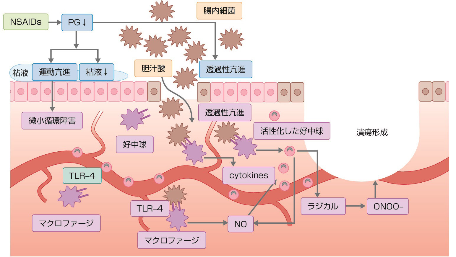 ⓔ図11-11-2　NSAIDs起因性小腸粘膜傷害の機序 (Higuchi K, Umegaki E, et al: J Gastroenterol, 2009;44：879–888 より作成) 