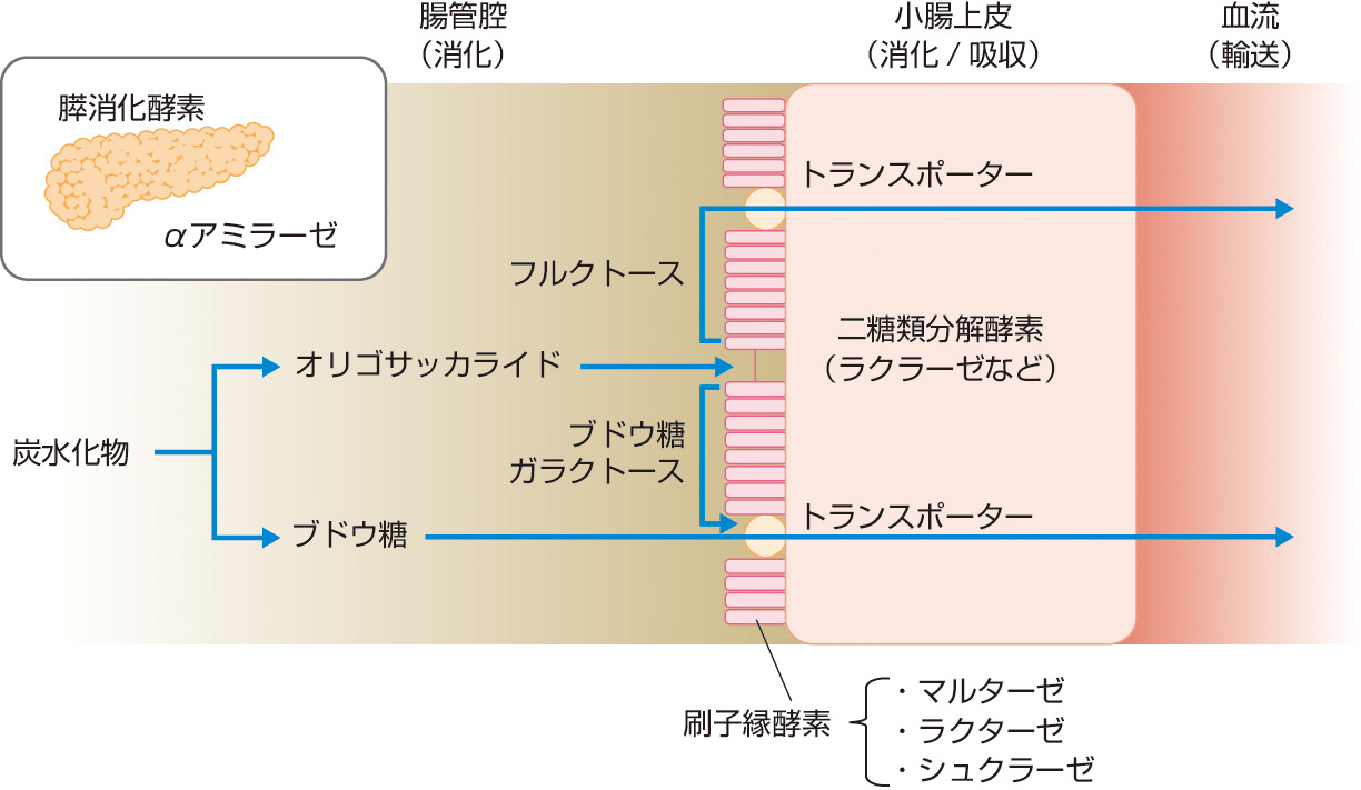 ⓔ図11-5-13　糖質の消化吸収経路 
