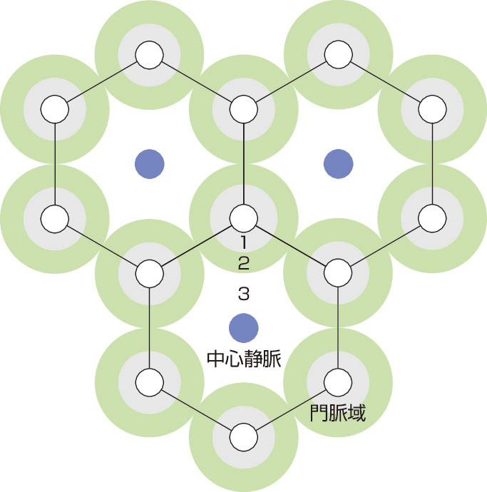 ⓔ図12-18-1　Rappaport分類 1：zone 1 (門脈周辺域)，2：zone 2 (小葉中間帯)，3：zone 3 (中心静脈域，小葉中心域)