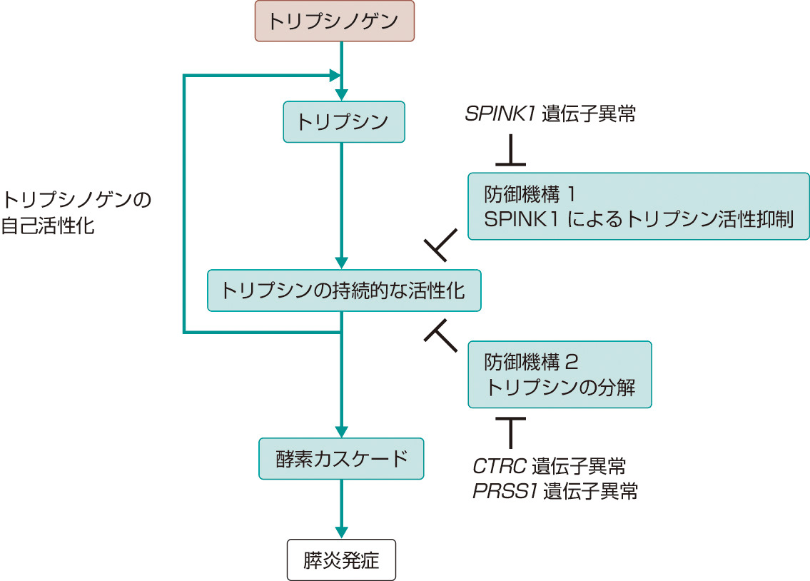 ⓔ図12-29-1　トリプシンの活性化とその防御機構 