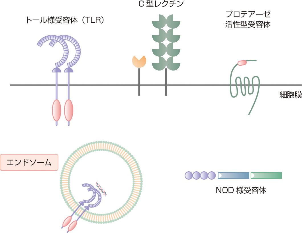 ⓔ図13-23-2　アレルゲンを認識するPRR TLR，C型レクチン，NOD様受容体，プロテアーゼ活性型受容体などが含まれる．TLRには細胞表面受容体とエンドソームに存在する受容体が存在する．C型レクチンとプロテアーゼ活性型受容体は細胞表面に存在し，NOD様受容体は細胞内に存在する．