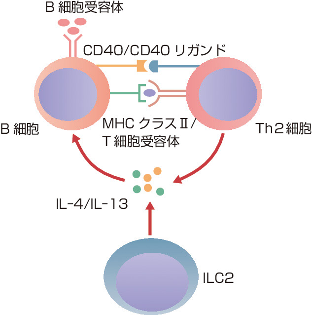 ⓔ図13-23-3　B細胞におけるIgEへのクラススイッチングとマスト細胞の活性化 B細胞は，Th2細胞からのCD40リガンド/CD40刺激とTh2細胞/ILC2からのIL–4/IL–13刺激との協調作用により，IgEへのクラススイッチングを起こす．