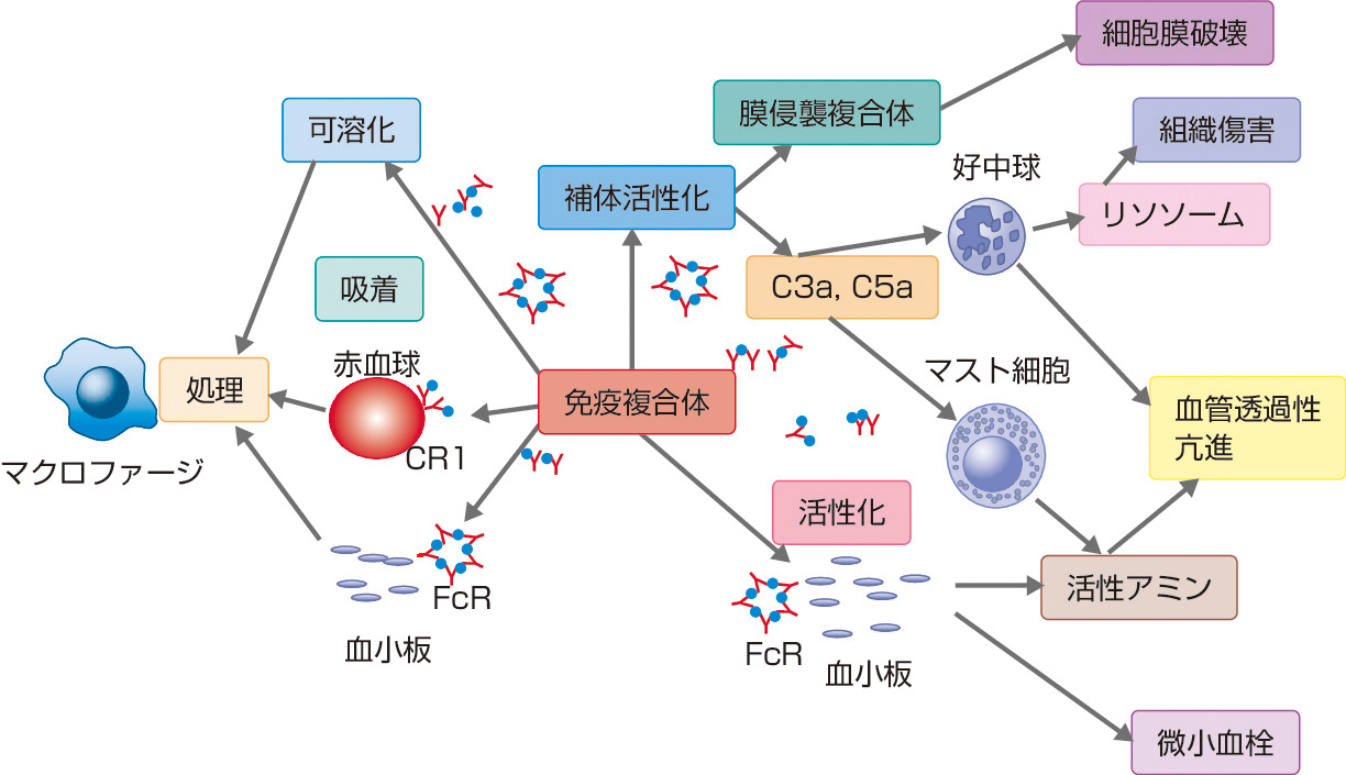 ⓔ図13-29-2　免疫複合体の処理/組織傷害機構 免疫複合体により補体が活性化されると免疫複合体上でC3bが産生され，C3b受容体 (CR1) を介して赤血球に結合する．一方，血小板にはFc受容体が存在し，補体の活性化にかかわらず免疫複合体が結合する．赤血球や血小板に結合した免疫複合体は，肝臓や脾臓に運ばれマクロファージなどにより処理される．一方，免疫複合体により補体が活性化されるとC3aとC5aが産生される．C3aとC5aはマスト細胞や好塩基球から血管作用性アミンの放出を促進し，血管透過性を亢進させる．免疫複合体は血小板にも作用し，血管作動性アミンの放出を促進する．C5aは好中球に対し走化性因子/活性化因子として機能し，好中球の局所集積とリソソーム酵素の放出を介した組織傷害に関与する．