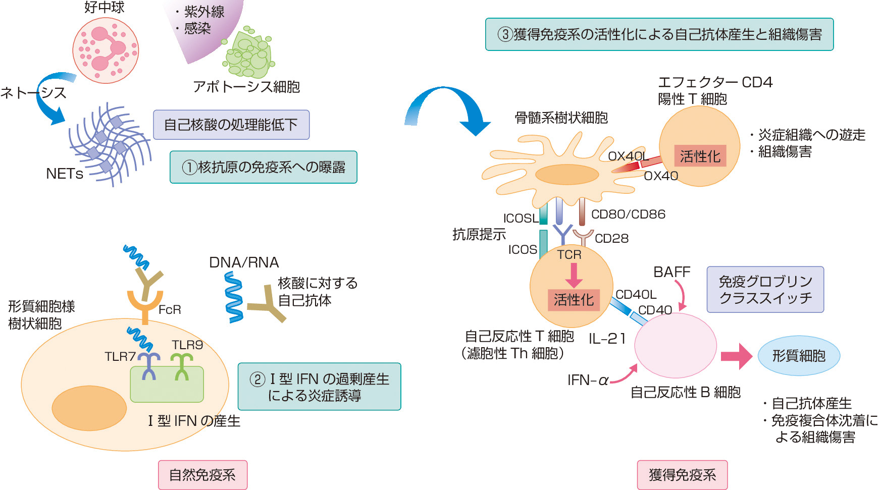 ⓔ図13-4-1　SLEにおける免疫学的異常 (Noble PW, Bernatsky S, et al: Nat Rev Rheumatol, 2016; 12: 429–434/Tsokos GC, Lo MS, et al: Nat Rev Rheumatol, 2016;12: 716–730) SLEでは自然免疫系および獲得免疫系の異常がみられ，病態を形成している．