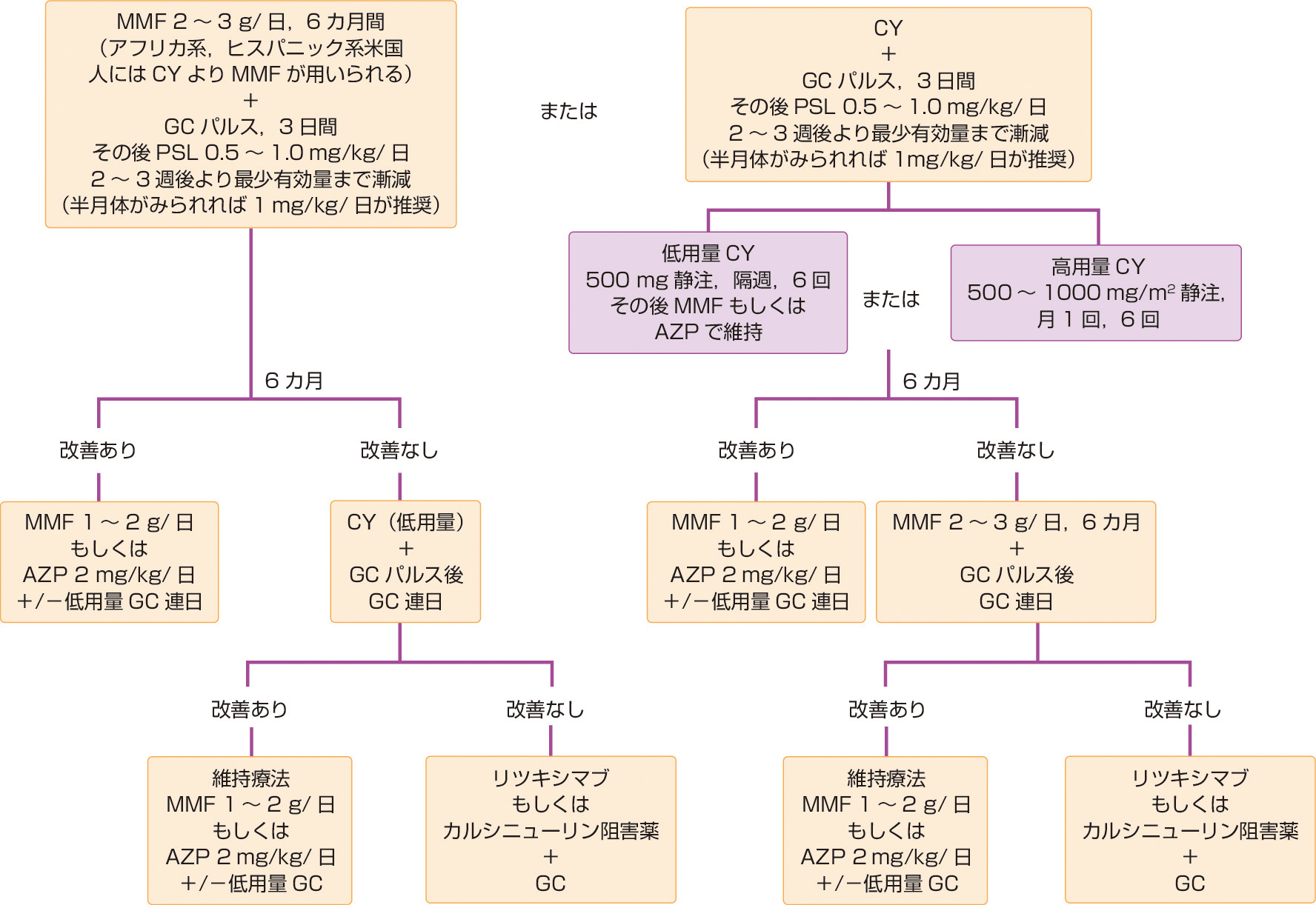 ⓔ図13-4-8　米国リウマチ学会によるⅢ/Ⅳ型ループス腎炎の寛解導入療法 CY: シクロホスファミド，AZP: アザチオプリン，GC: グルココルチコイド．