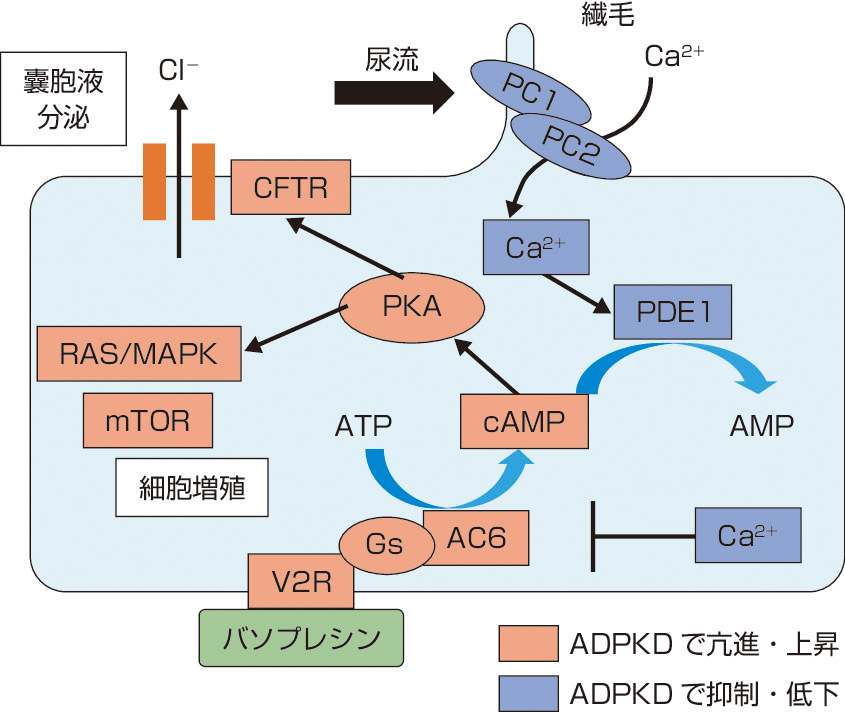 ⓔ図14-14-1　ADPKDの嚢胞形成にかかわる主要な細胞内情報伝達経路 PC1およびPC2は尿細管上皮細胞の繊毛に局在し，PC1が尿流を感知しシグナルをPC2に伝達すると，細胞内にカルシウムが流入し，尿細管径が調節される．ADPKDではPC1あるいはPC2の機能が喪失し，尿細管細胞内カルシウム濃度が低下する．細胞内カルシウム濃度の低下はPDEの活性の低下とACの活性の上昇を引き起こし，細胞内cAMPの濃度上昇が生じる．その結果，PKAの機能亢進によりCFTR活性化を介した嚢胞液分泌亢進やRAS/MAPK，mTOR経路などの細胞増殖にかかわる経路が活性化され，異常な細胞増殖，嚢胞液貯留が起こり，嚢胞が形成増大すると考えられる． PC1：ポリシスチン1，PC2：ポリシスチン2，PDE1：ホスホジエステラーゼ1，AC6：アデニル酸シクラーゼ6，V2R：バソプレシンV2受容体，cAMP：サイクリックAMP，PKA: protein kinase A，CFTR: cystic fibrosis transmembrane conductance regulator，RAS/MAPK: mitogen–activated protein kinase，mTOR: mammalian target of rapamycin.