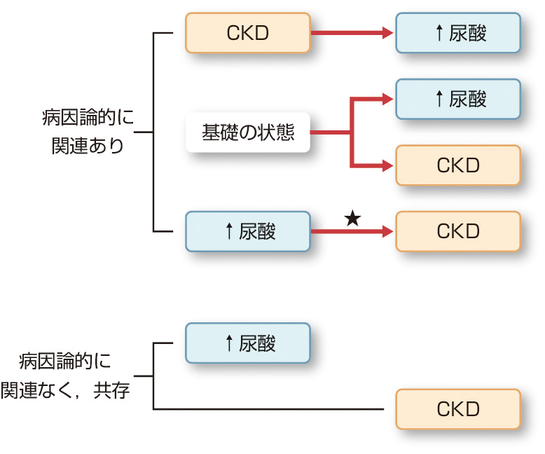 ⓔ図14-7-1　高尿酸血症とCKDの関係 (Moe OW: J Am Soc Nephrol, 2010; 21: 395–397より作成) 矢印は因果関係を示す．
