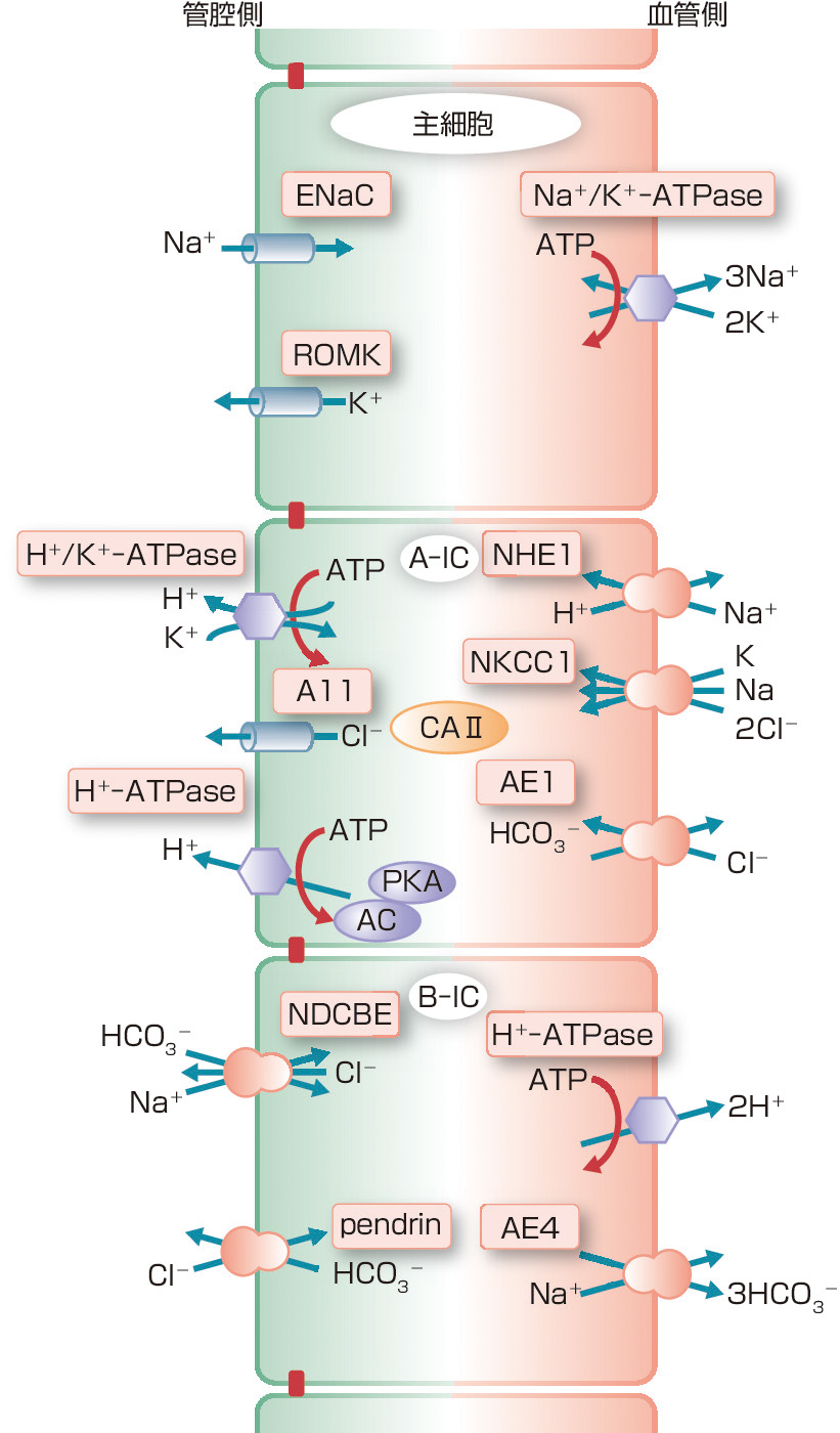 ⓔ図14-9-1　集合管における主細胞と間在細胞の輸送体および尿酸性化のメカニズム (Roy A, Al–bataineh MM, et al: Clin J Am Soc Nephrol, 2015; 10: 305–324より作成) 集合管には α 間在細胞，β 間在細胞，主細胞が存在し，おもに酸排泄，NaClと水の再吸収，およびK分泌を行っている．4型RTAは α 間在細胞からのH＋ 分泌のみならず，アルドステロン応答性のK＋ 分泌を担う主細胞の作用が同時に障害されることによって起こる． A–IC：α間在細胞，B–IC：β 間在細胞，ENaC：上皮型Naチャネル，ROMK：骨髄質外層Kチャネル，PKA：プロテインキナーゼA，AC：アデニル酸シクラーゼ．