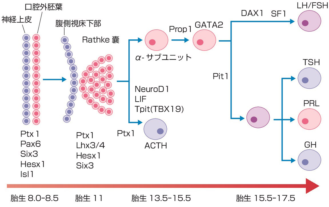 ⓔ図15-2-1　下垂体前葉ホルモン産生細胞の分化と転写因子 (マウス下垂体) (Eur J Endocrinol, 2002; 146: 463を改変) 下垂体の細胞分化の初期段階ではHesx1やPitx (pituitary homeobox) 1, 2が発現する．ついでRathke囊にLIM–homeobox (Lhx) 3, Lhx4, Isl1が発現する．Wnt/β–cateninシグナルによってHesx1が消失すると，prophet of Pit–1 (Prop–1) が出現し，ゴナドトロピン細胞の分化とPit–1の誘導が生じる．Pit–1の発現によりGH細胞，PRL細胞，TSH細胞が分化する．ACTH細胞は早い段階からTBX19 (Tpit) などの作用を受けて分化し，下垂体前葉には最終的に5種のホルモン分泌細胞が出現する．