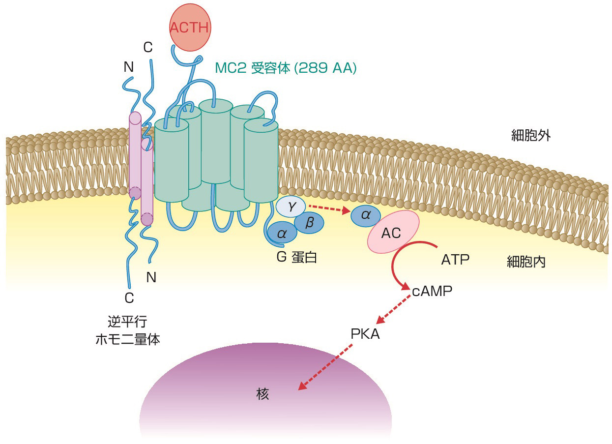 ⓔ図15-2-6　ACTH受容体 (メラノコルチン2型受容体：merlanocortin–2 receptor) の構造 (Margioioris AN, Tsatsanis C: ACTH action on the adrenals. Endotext, 2016より作成) 