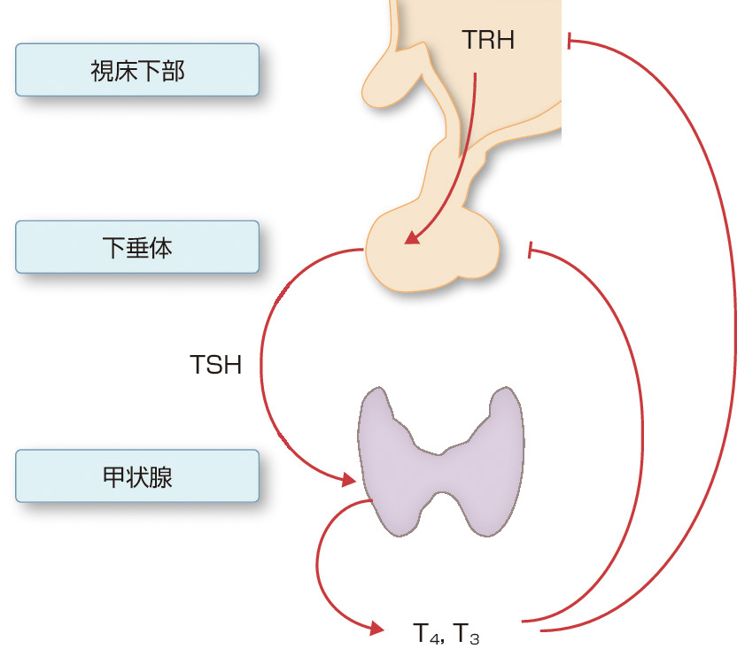 ⓔ図15-4-1　視床下部–下垂体–甲状腺系 