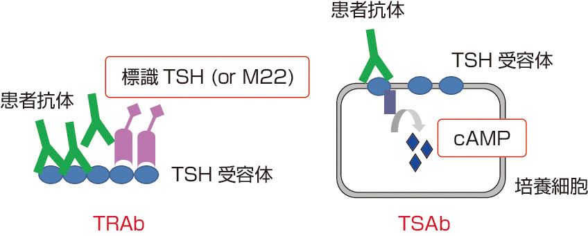 ⓔ図15-4-3　抗TSH受容体抗体の測定 TSH受容体へのリガンド結合阻害活性を指標にしたTRAbとcAMP産生による生物活性を指標にしたTSAb．
