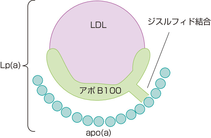 ⓔ図16-4-1　Lp (a) の構造 Lp (a) は，LDL粒子のアポB100にapo (a) がジスルフィド結合で架橋されて結合したリポ蛋白である．apo (a) はプラスミノゲン分子と相同性のあるクリングル4が10～50回繰り返すとともにクリングル5も存在する構造をとっており，プラスミノゲンと競合して線溶系を抑制して血栓形成傾向になるとともに，平滑筋細胞の増殖を促すといわれている．それゆえ，動脈硬化惹起性が強いと考えられており，実際Lp (a) 高値と冠動脈疾患には関連が認められている．