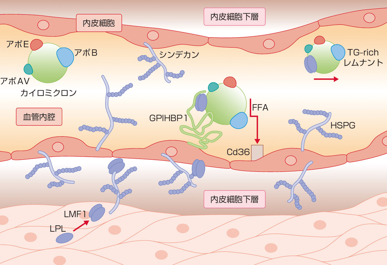 ⓔ図16-4-2　TGに富んだリポ蛋白の血管内でのTG水解 (Dallinga–Thie GM, Franssen R, et al: Atherosclerosis, 2010; 211: 1–8より作図) 近年，TG水解に重要な酵素であるLPLに関連する分子が明らかにされてきた．LMF1 (lipase maturation factor 1) は細胞内の小胞体に存在する酵素で，LPLが正常に機能するための立体構造をとるのに必須の蛋白である．ちなみに，LPLはダイマーで作用する．LPLは細胞 (脂肪細胞，筋細胞) から分泌されてヘパラン硫酸プロテオグリカン (主としてシンデカン1) に結合して存在するが，内皮細胞の下層 (subendothelium) においてGPIHBP1に結合し，その後内皮細胞内を通過して (transcytosis) 血管腔側に運搬される．そしてGPIHBP1に結合した状態でTGに富んだリポ蛋白内のTGを水解すると考えられている．LMF1やGPIHBP1の異常により，原発性Ⅰ型脂質異常症を呈する症例が報告されている．