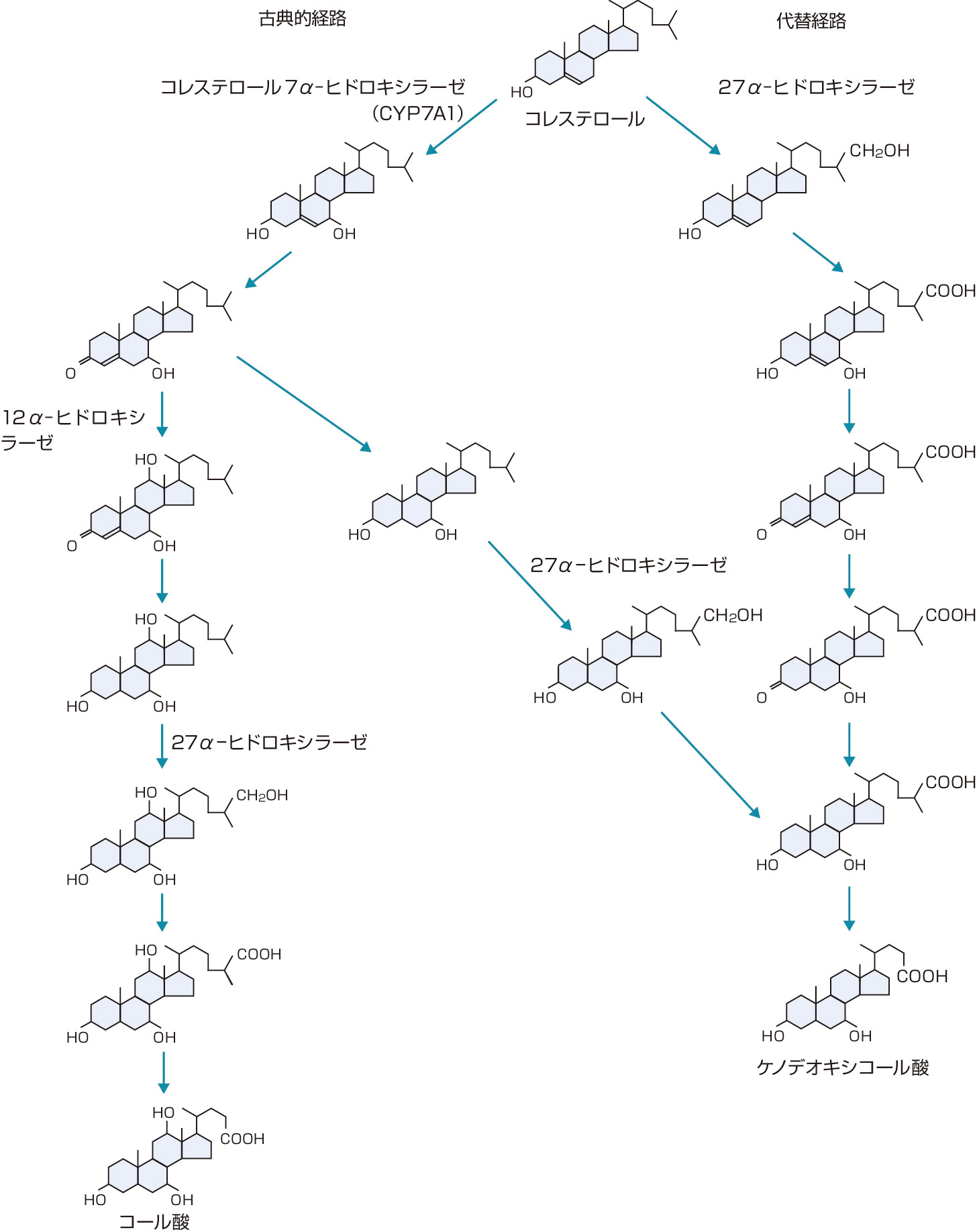ⓔ図16-4-5　胆汁酸合成経路 (Chiang JYL: Endocr Rev, 2002; 23: 443–463より作成) 