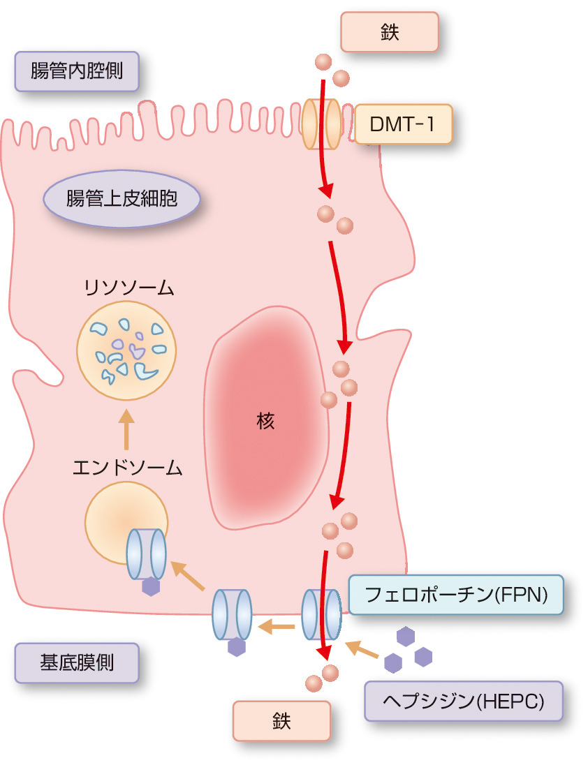 ⓔ図16-6-2　腸管上皮細胞における鉄吸収とヘプシジンによる吸収抑制 腸管上皮細胞においてdivalent metal transporter 1 (DMT 1) により取り込まれた鉄は，基底膜側のフェロポーチン (FPN) により体内に吸収される．肝細胞で分泌されたヘプシジン (HEPC) は，フェロポーチンと結合することで，フェロポーチンをリソソームに輸送させ分解させる．その結果，鉄の吸収は減少する．