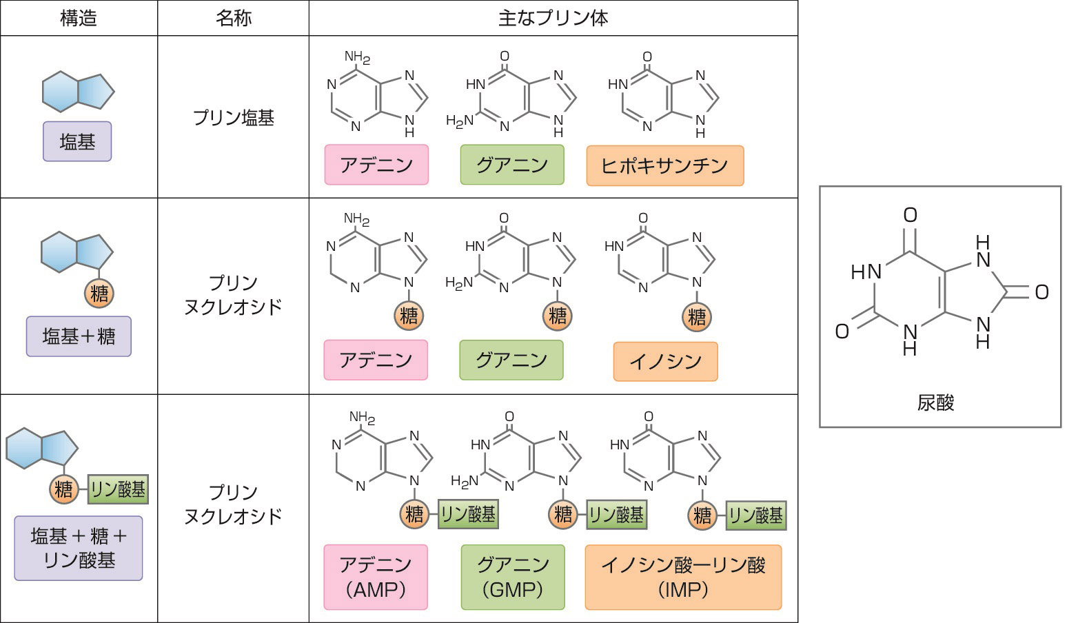 ⓔ図16-7-1　プリン体の分類とおもなプリン体 