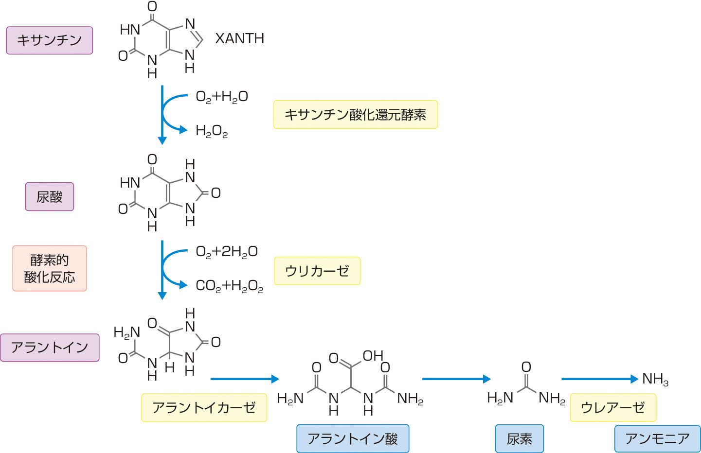 ⓔ図16-7-2　尿酸からの代謝 (ヒト・類人猿以外) (Simoy MF, Falkenstein E, et al: Comp Biochem Physiol B Biochem Mol Biol, 2003; 135: 325–335／Todd CD, Tipton PA, et al: J Exp Bot, 2006; 57: 5–12) 