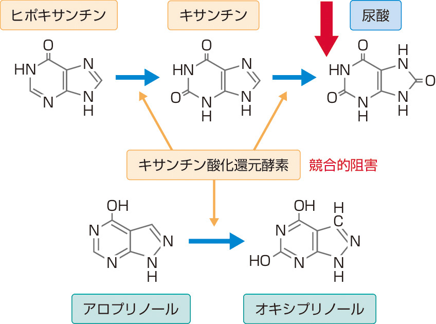 ⓔ図16-7-4　アロプリノールの作用 (概念図) 
