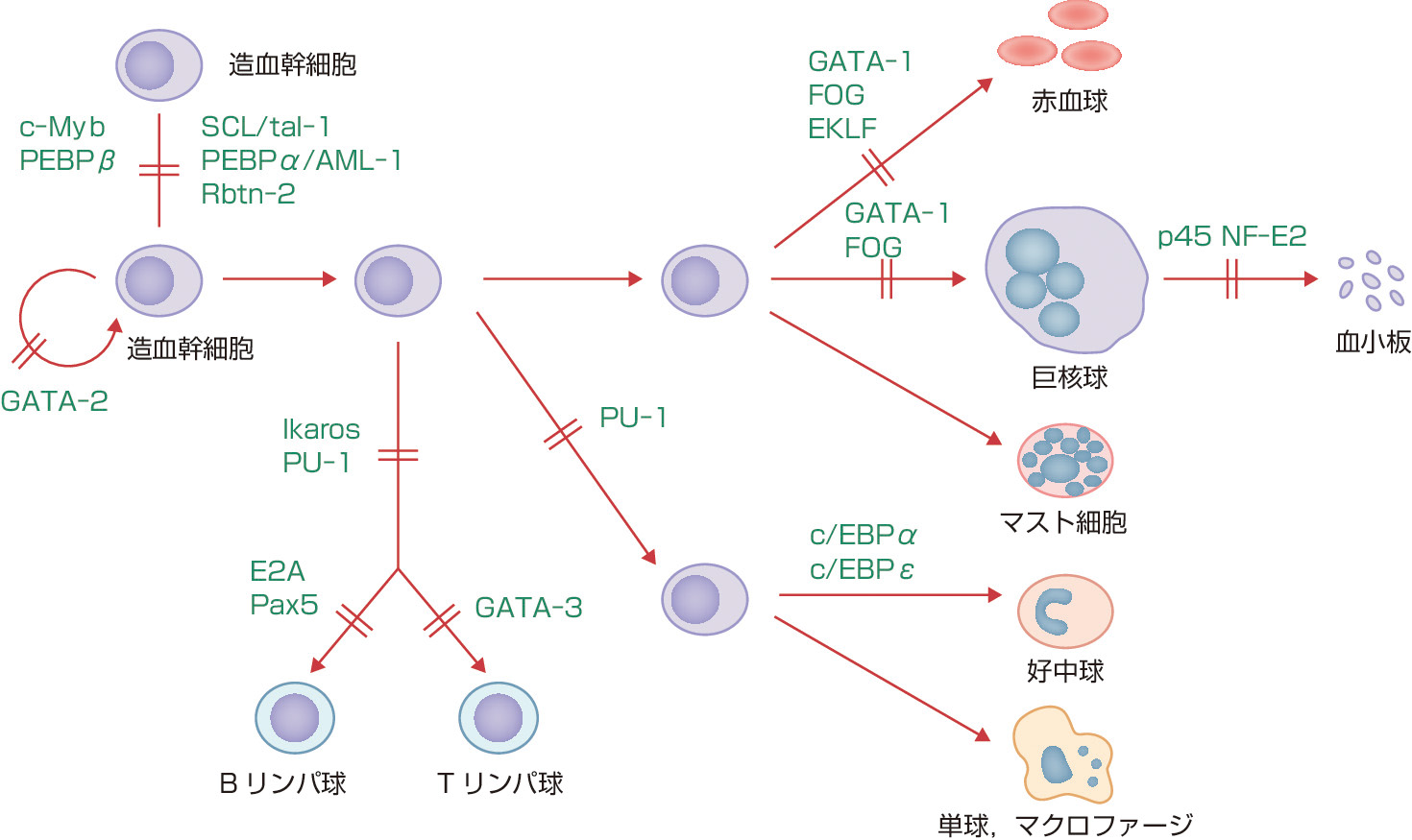 ⓔ図17-2-1　血球発生に必須の転写因子 (Shivdasani. RA, Orkin SH: Blood, 1996; 87: 4025–4039より作成) それぞれの血球の発生構造においては図に示す転写因子が必須である．これらの転写因子は各血球の特性，機能に関わる分子の発現を誘導する．