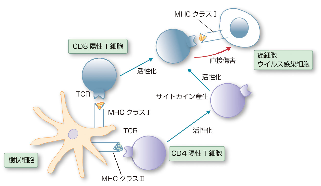 ⓔ図17-3-10　MHCへの抗原提示とT細胞の活性化 樹状細胞やマクロファージなどの抗原提示細胞は，癌組織や炎症組織などで細胞を貪食する．これらの抗原提示細胞はリンパ組織に移動して，貪食した細胞が発現する分子やウイルス蛋白などのペプチドを，MHCクラスⅠおよびクラスⅡに抗原として提示する．この抗原を，それぞれCD8陽性T細胞およびCD4陽性T細胞が認識すると，これらのT細胞は活性化され増殖し，貪食された細胞がいる癌組織などに移動して，癌細胞やウイルス感染細胞などを傷害する．