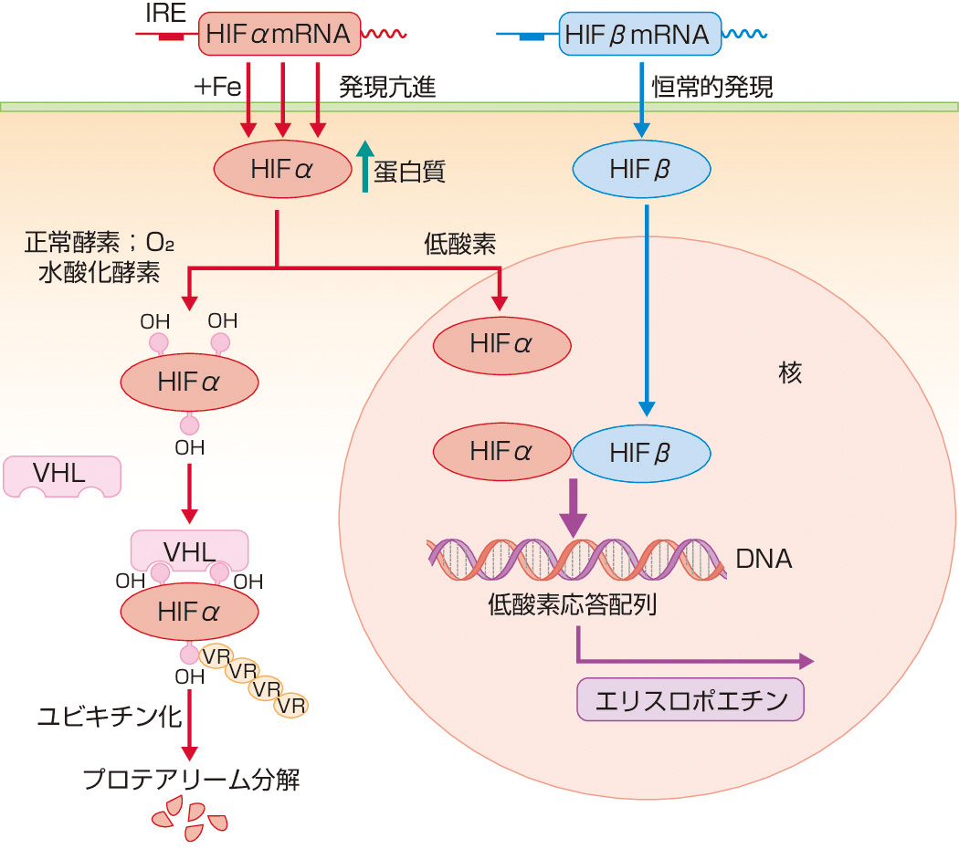ⓔ図17-3-3　低酸素誘導因子 (hypoxia–inducible factor: HIF) 低酸素誘導因子 (hypoxia–inducible factor: HIF) はHIFα とHIFβ の2つのサブユニットからなるヘテロダイマーで，腎臓でのEPO蛋白の特異的発現を亢進する．HIFβ が恒常的に発現されているのに対し，HIFα の発現は合成と分解のレベルで調節を受ける．正常の酸素濃度下では，分子状酸素を利用する水酸化酵素によりHIFα にある2個のプロリンと1個のアスパラギンが水酸化され，水酸化されたHIFは，von Hippel–Lindau (VHL) 蛋白に認識されてユビキチン化され，プロテアソームで分解される．一方，低酸素濃度下ではHIFα が水酸化されないため，プロテアソームで分解を受けずに安定な形で核へ移行，HIFβ と結合してヘテロ二量体を形成し，EPO遺伝子翻訳領域の上流3́ エンハンサー配列 (低酸素応答配列) に結合する翻訳複合体の一部となり，腎臓でのEPO蛋白の特異的発現を亢進する．HIFα mRNAの非翻訳5́ 領域には，鉄反応エレメント (IRE) があり，鉄が補充された場合にはIRPによる合成抑制を防ぎ，HIFα の合成が亢進する．HIFα は恒常的に産生され，核に移行する．