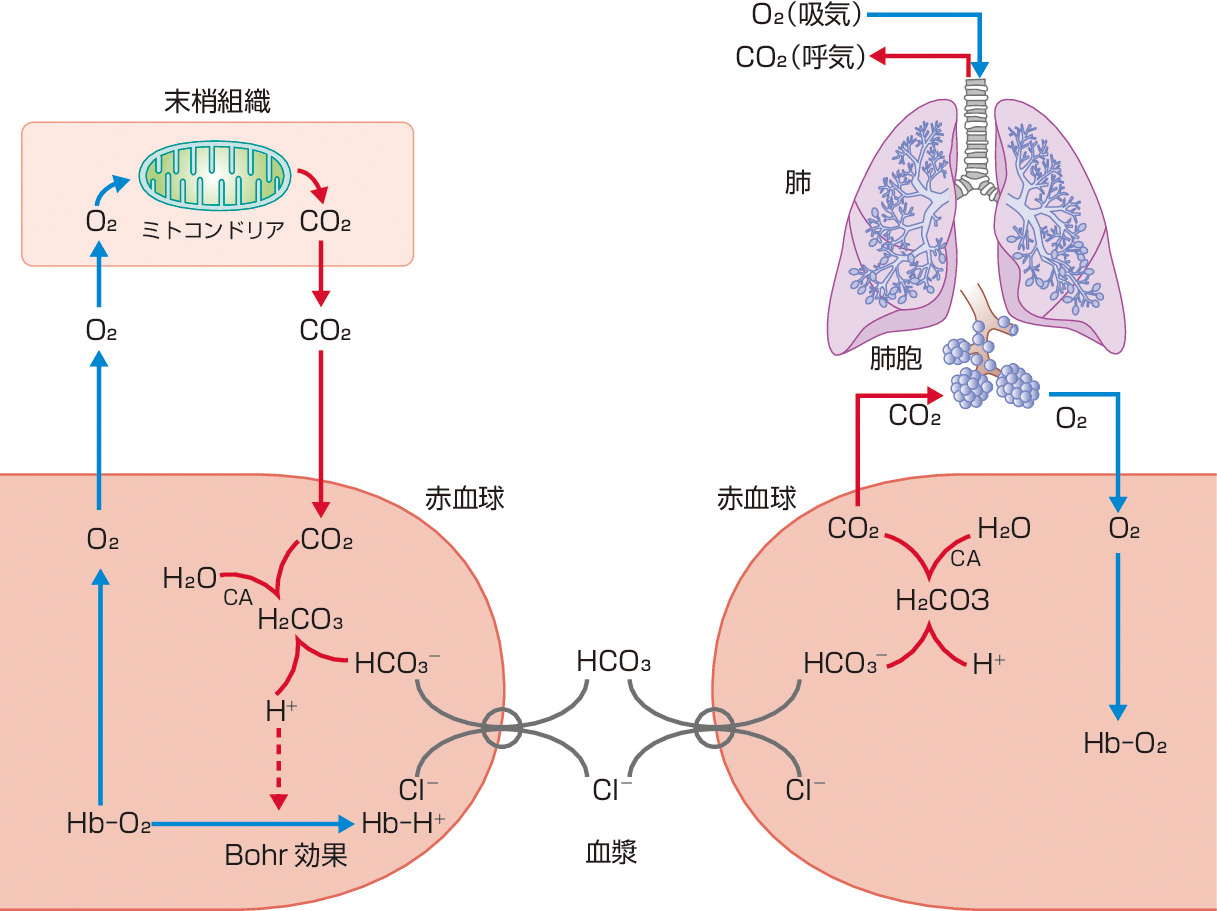 ⓔ図17-3-4　赤血球のO2 およびCO2 搬送 O2 は赤血球内のヘムと結合して末梢組織へ搬送されるのに対し，CO2 はヘムと結合しない．末梢組織で，O2 はTCA回路で利用されCO2 となり赤血球内に移行，炭酸脱水素酵素 (CA) によりH+とHCO3－ になる．HCO3－ は血漿へ移行，肺内で再度赤血球中に取り込まれた後，炭酸脱水素酵素により再びCO2 となり呼気へ排泄される．赤血球内に増加したH＋ はヘモグロビンと結合してオキシヘモグロビン (Hb–O2) からのO2 の解離を促す (Bohr効果)．CO2 の85％はこの過程で代謝されるが，残りの5％はCO2 の状態で血漿中を移行，残りは赤血球内のデオキシヘモグロビン (Hb–H＋) と結合し搬送される．