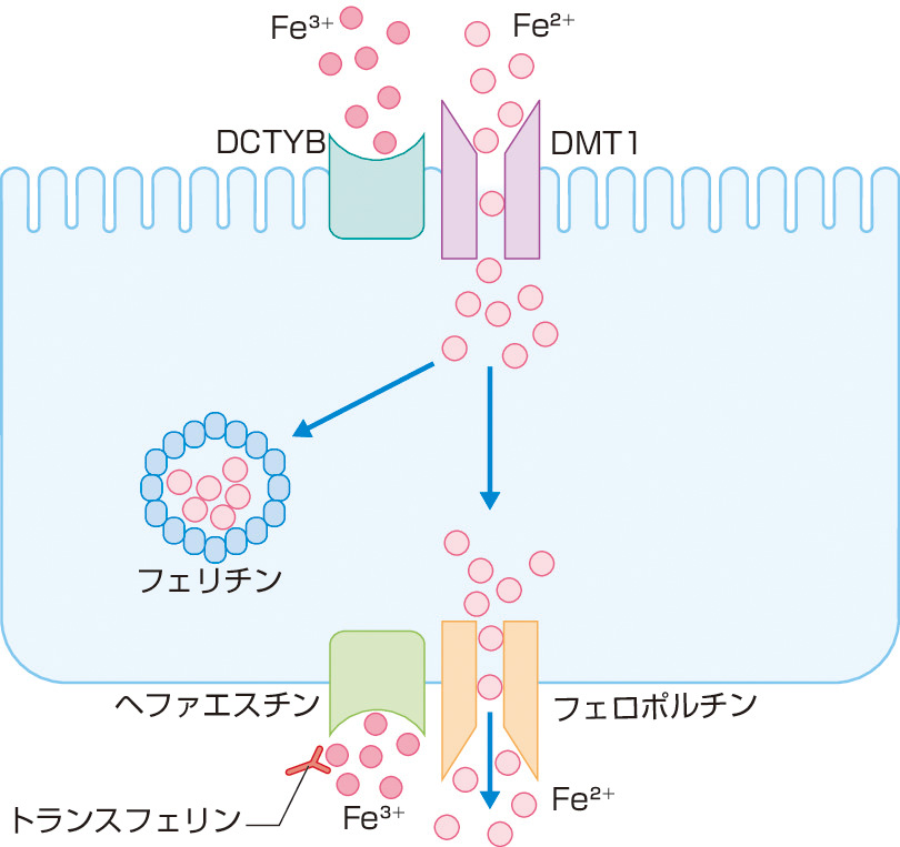 ⓔ図17-3-6　腸細胞の鉄代謝調節機構 腸管での鉄吸収には十二指腸に発現しているDMT1が関与している．DMT1は腸細胞の管腔側に発現し，腸管からの鉄吸収を担っている．腸細胞から血液中への鉄の排泄にはフェロポルチンが関与し，血漿中のトランスフェリンへ受け渡している．