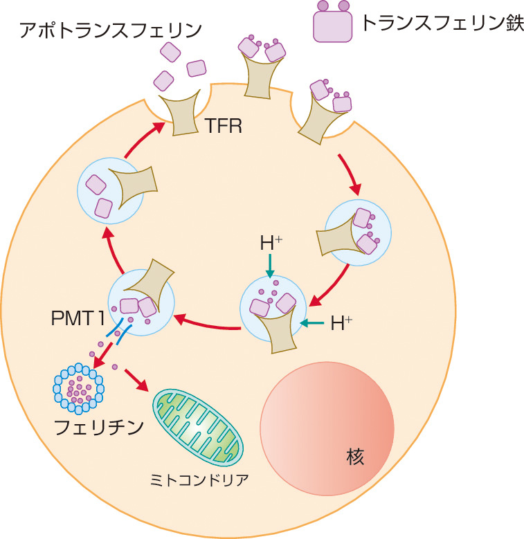 ⓔ図17-3-7　赤芽球の鉄代謝調節機構 赤芽球前駆細胞から網赤血球まで，ヘモグロビンの合成に必要な鉄は，血漿中のトランスフェリン鉄から得ている．トランスフェリン鉄の取り込みには，トランスフェリン受容体1 (transferrin receptor 1: TFR1) が関与している．
