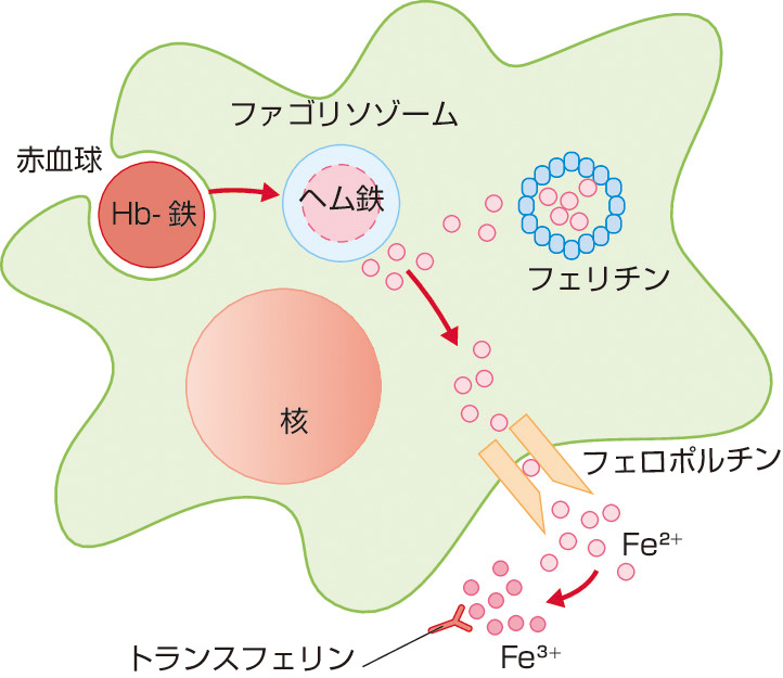 ⓔ図17-3-8　マクロファージの鉄代謝調節機構 網内系・マクロファージは，1日20～25 mgの赤血球ヘモグロビン鉄の再利用を担っている．老廃赤血球が貪食された後，ファゴリソゾームで分解され，細胞質に遊離した鉄は一部，フェリチンに貯蔵されるが，造血に必要な鉄はフェロポルチンを介して細胞外へ排出，トランスフェリンへ受け渡される．鉄過剰や炎症状態では肝臓からヘプシジンが産生され，フェロポルチンの発現を低下させ，マクロファージからの鉄の遊離が妨げられる．